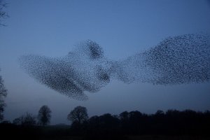 Awsome Starling roost