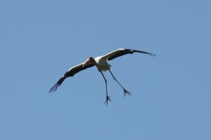 Milky Stork