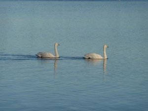 Hogganfield Loch