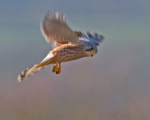 Hovering Kestrel