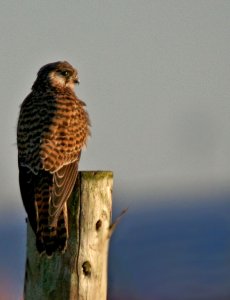 Kestrel