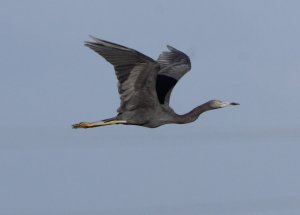 LITTLE BLUE HERRON