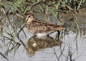 WILSON'S SNIPE