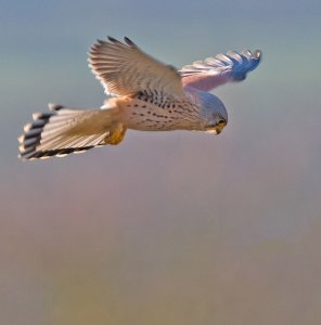 Kestrel Hovering (#2)