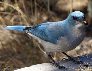 Mexican Jay