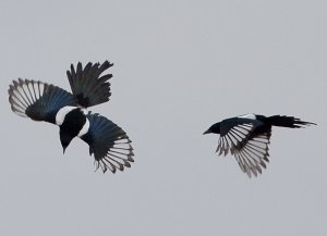 Fighting Magpies