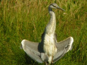 Gray Heron