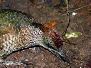 green woodpecker