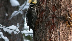 three-toed woodpecker