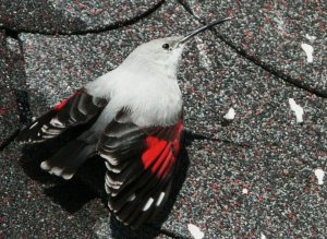 wallcreeper