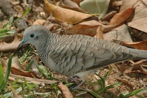 Peaceful Dove