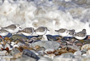 Sanderling