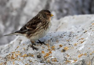 Twite