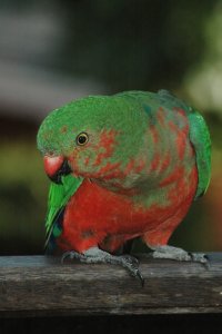 King Parrot Immature