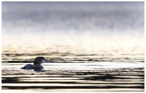 great northern diver