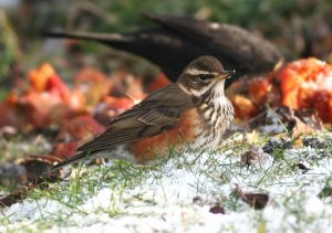 Redwing