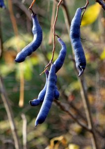 Blue Sausage Fruit; Blue Bean Shrub