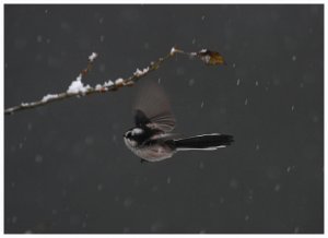 Long-tailed tit