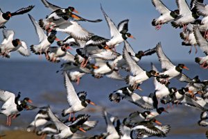 Oystercatcher