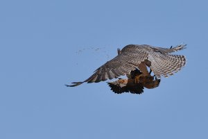 Lanner Falcon Killing Sand Grouse Prey