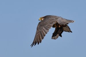 Lanner Falcon with Sand Grouse Prey