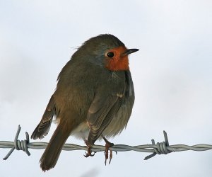 Barbed Wire Robin