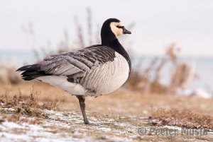 Barnacle Goose - Grimsby, ON - December 2009