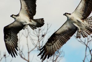 Ospreys Buzzing the Photographer