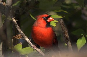 Cardinal in the Brush