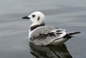 Black-legged Kittiwake - Burlington, Ontario, Canada