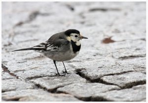 Pied wagtail