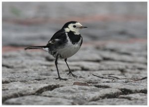 Pied wagtail