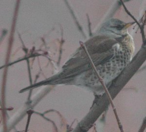 Fieldfare in Manchester behind Piccadilly station Xmas day !