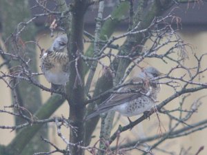2 Redwings in tree -Manchester