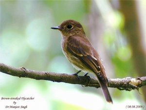 Brown-streaked Flycatcher.."Opus"