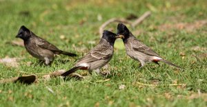 Red Vented Bulbul