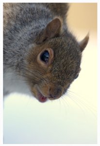 MARMITE......grey squirrel