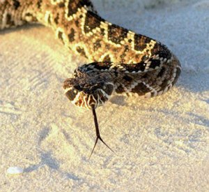 Eastern Diamond Rattlesnake Back on the Beach