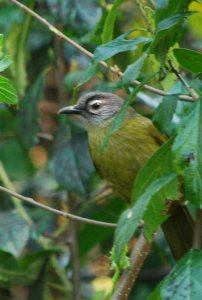 Stripe-Cheeked Greenbul