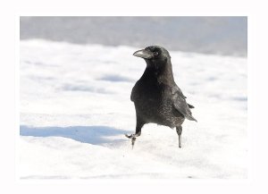 March of the crows