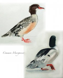 common merganser female, male, watercolor