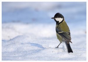 Great tit in snow