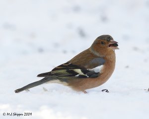 Chaffinch