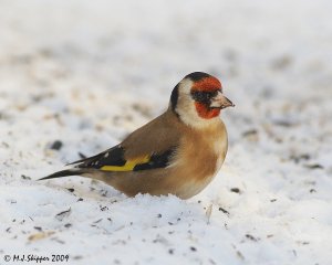 Goldfinch