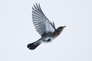 Fieldfare