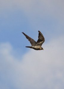 PEREGRINE FALCON