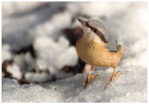 Nuthatch