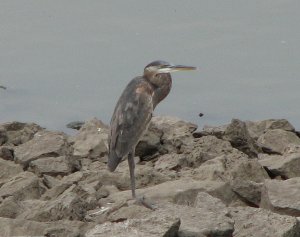 Great Blue Heron