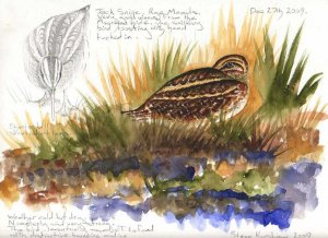 Jack snipe.