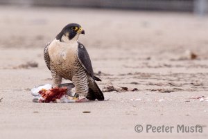 Peregrine Falcon - Burlington, Ontario, Canada